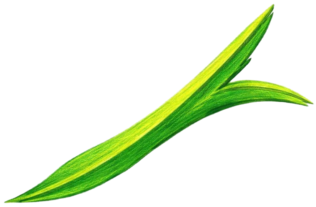 Beulah Park leaf